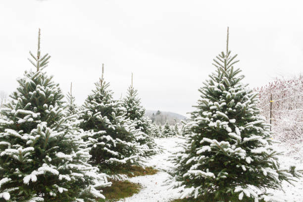 Balsam Fir Freshie Air Freshener- Woodsy Pine & Cedar