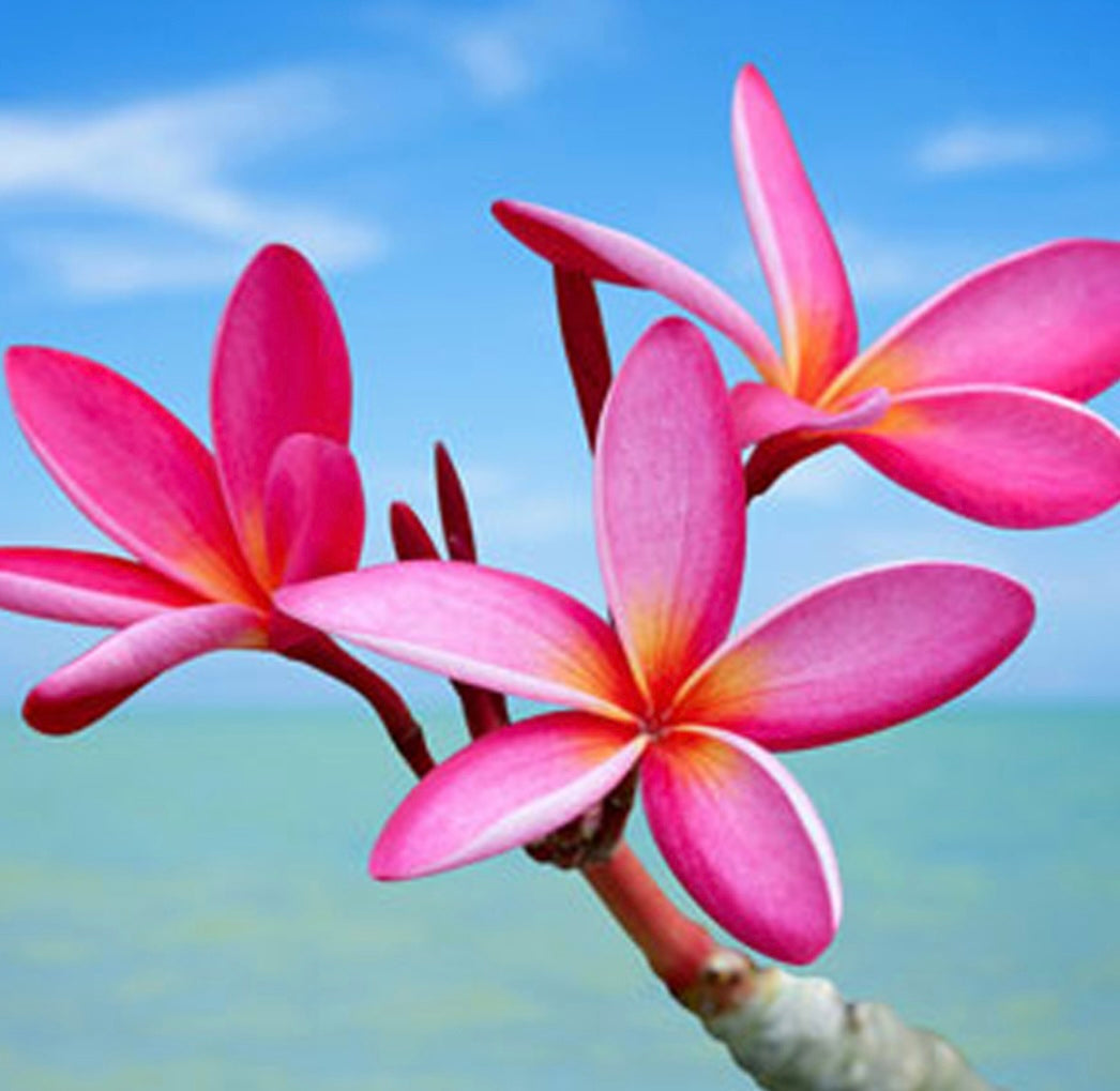 Plumeria Freshie Air Freshener- Plumeria Blend