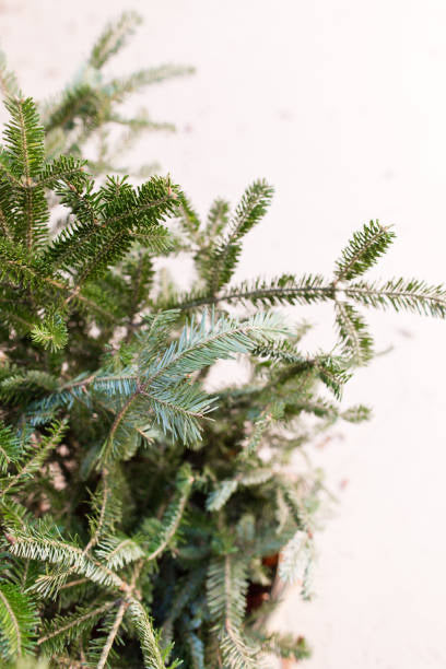 Balsam Fir Wax Melt-Woodsy Pine & Cedar
