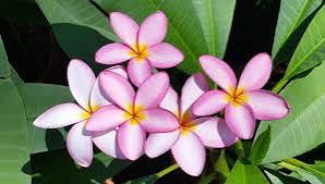 Plumeria Room & Linen Spray - Plumeria Blend