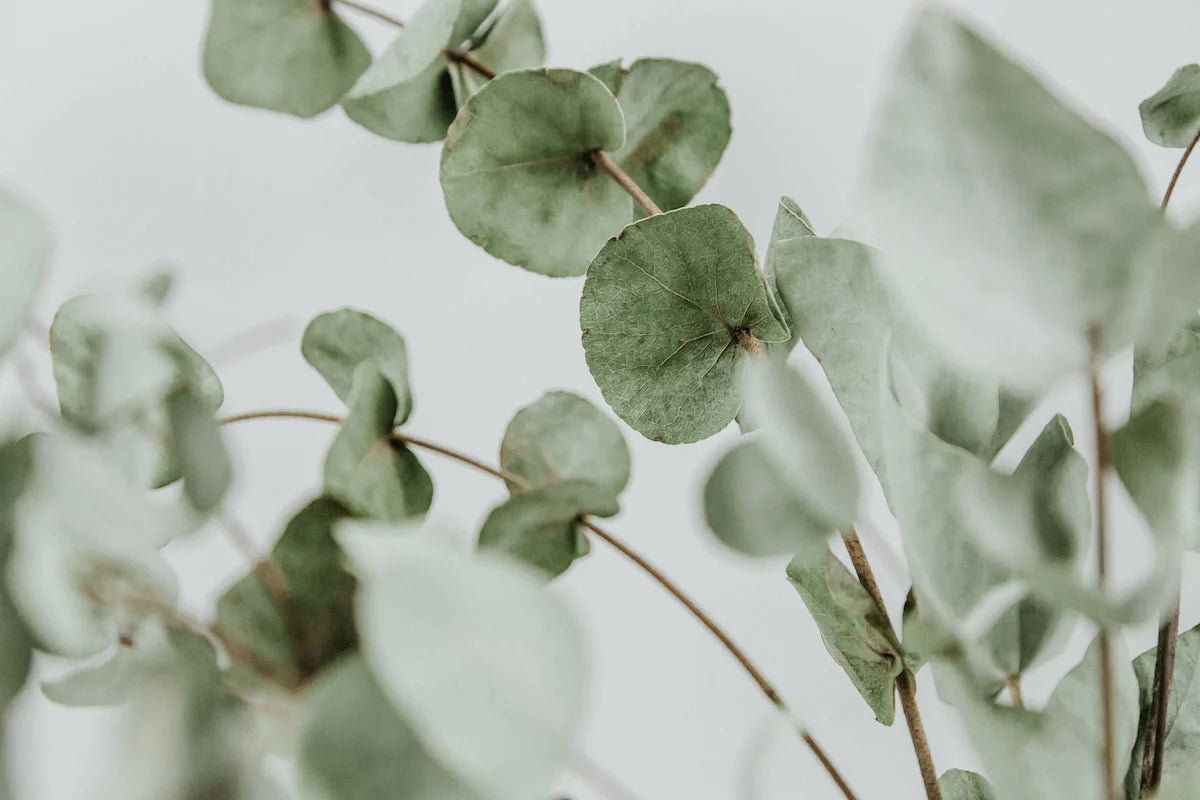 Balance Room & Linen Spray - Eucalyptus
