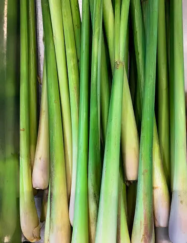Lemon Fresh Citronella Candle-citronella & eucalyptus