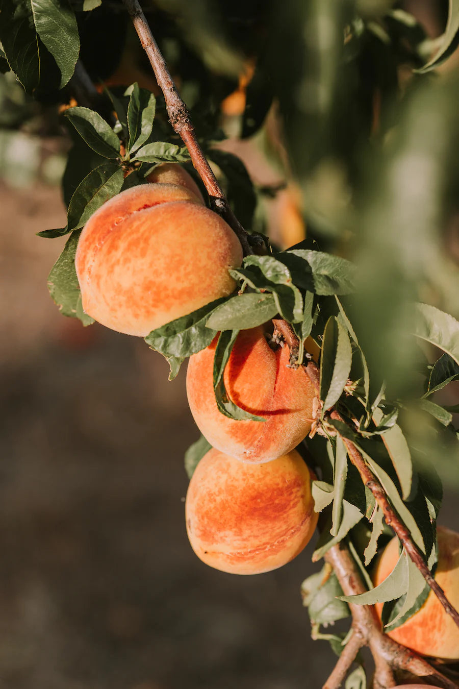 Peach Picking Wax Melts-Peach Nectar