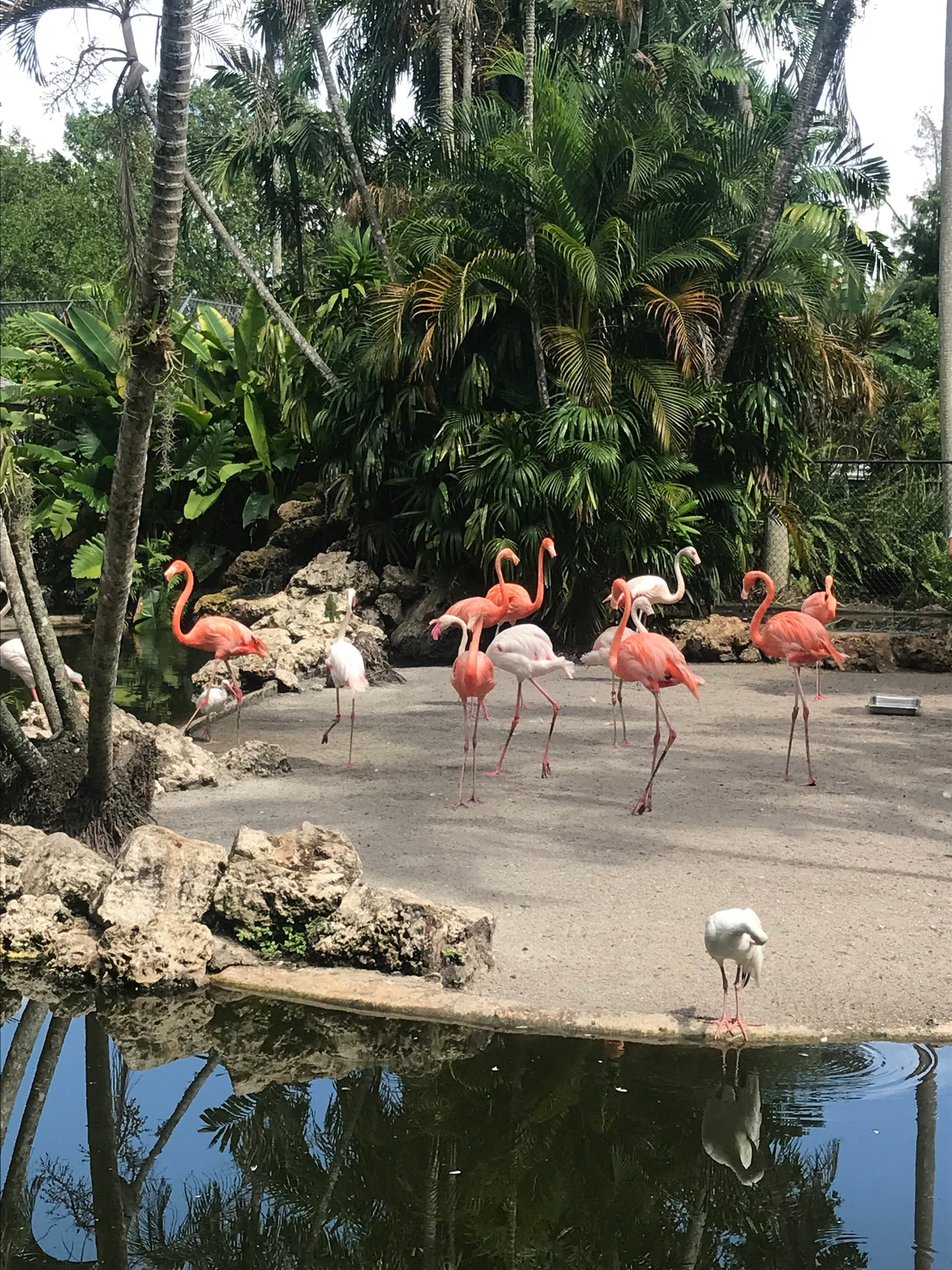 Flamingo Garden Destination  Wax Melt-Orange, Berries, & Summer Flowers