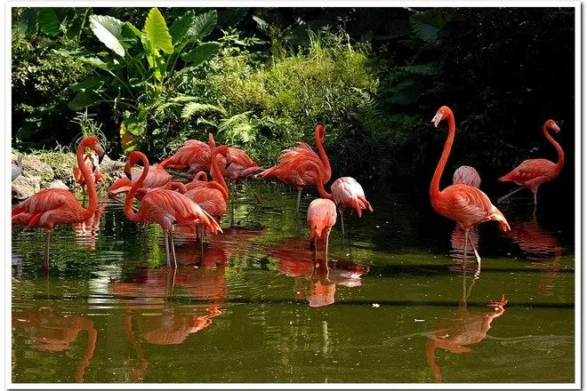 Flamingo Gardens Room & Linen Spray - Orange, Berries, & Summer Flowers