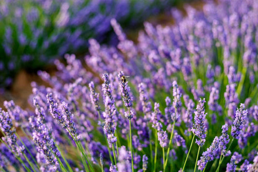 Calm Room & Linen Spray - Lavender