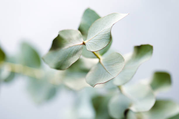 Balance Aromatherapy Candle -Eucalyptus leaves & Menthol